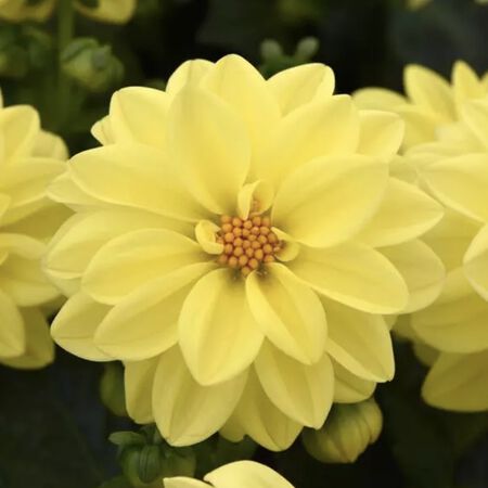 Yellow Shades Figaro, Dahlia Seeds - Packet image number null